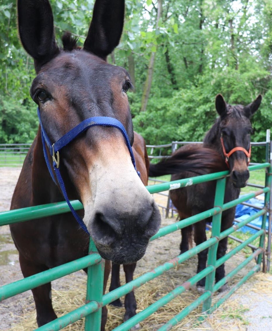 Customer Spotlight: It’s Mule Crush&nbsp;Monday